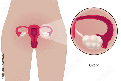 Close up of ovary. Female reproductive system. Vectors for use in scientific and medical studies.