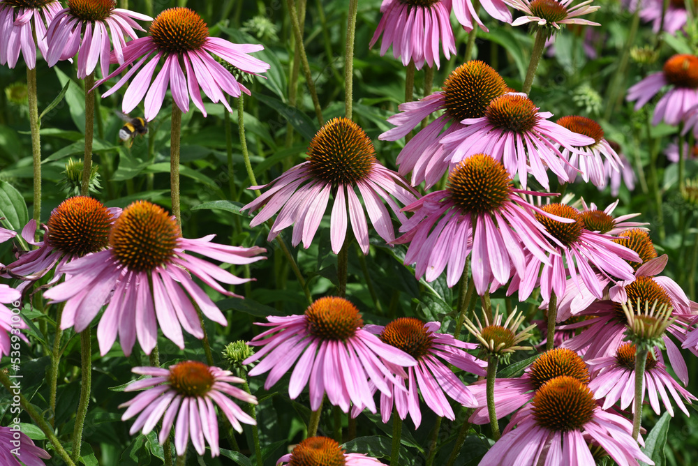 Fototapeta premium Red coneflower, Echinacea purpurea
