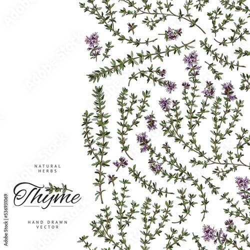 Thyme natural herbs card or border template sketch color vector illustration.