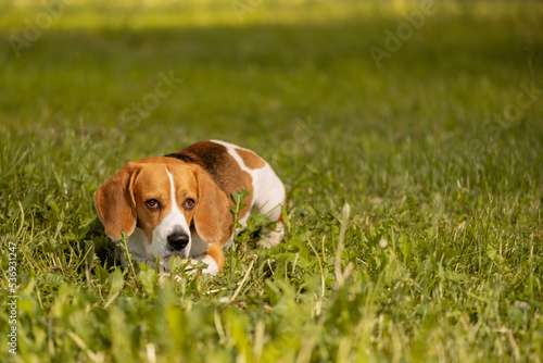 English Beagle lying on grass