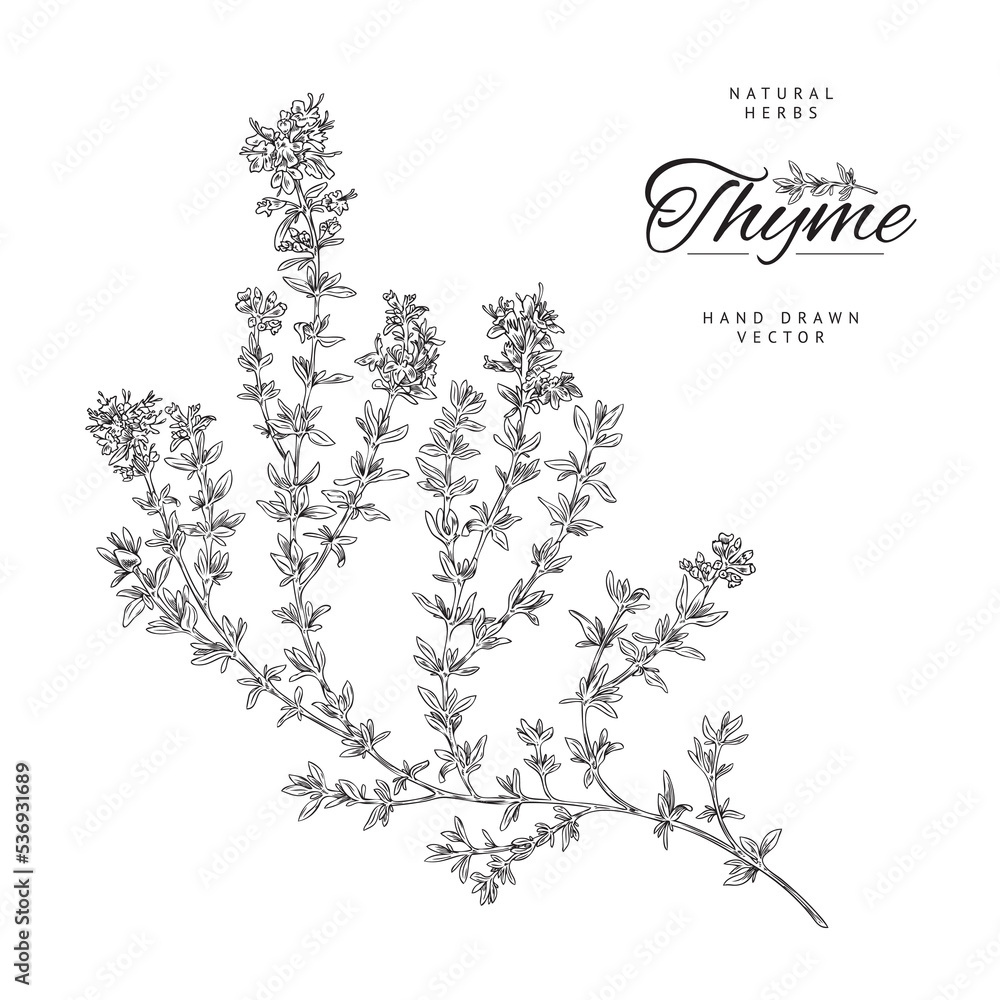 Monochrome thyme branch with leaves, poster template - sketch vector illustration on white background.