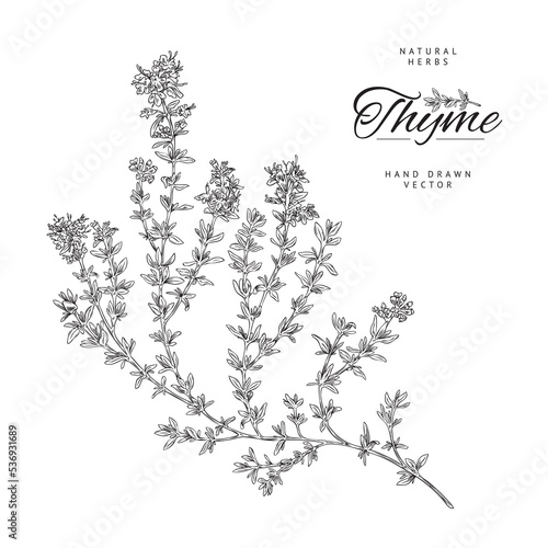 Monochrome thyme branch with leaves  poster template - sketch vector illustration on white background.