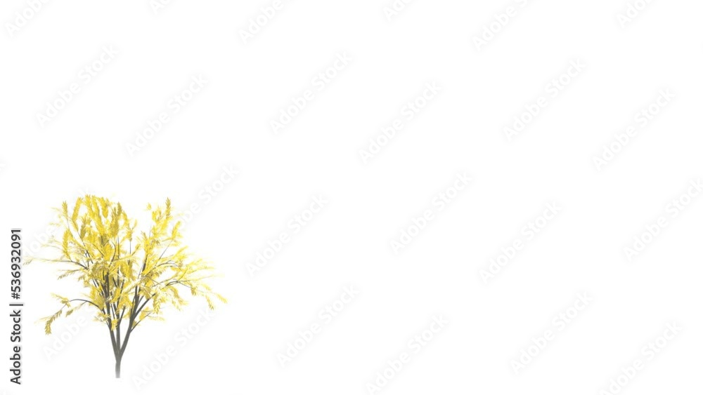swaying autumn tree with yellow leaves animation on white background. swaying autumn tree with yellow leaves animation on white background.