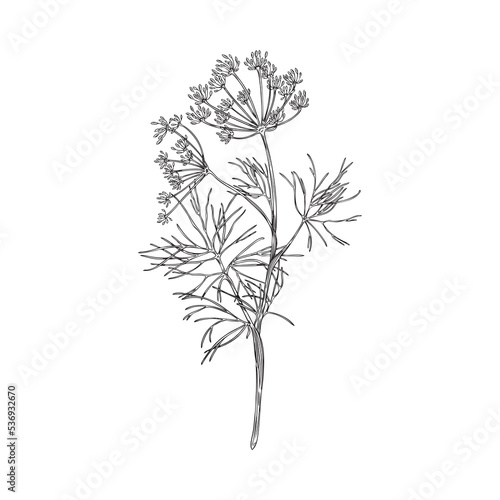 Hand drawn monochrome dill plant sketch style, vector illustration