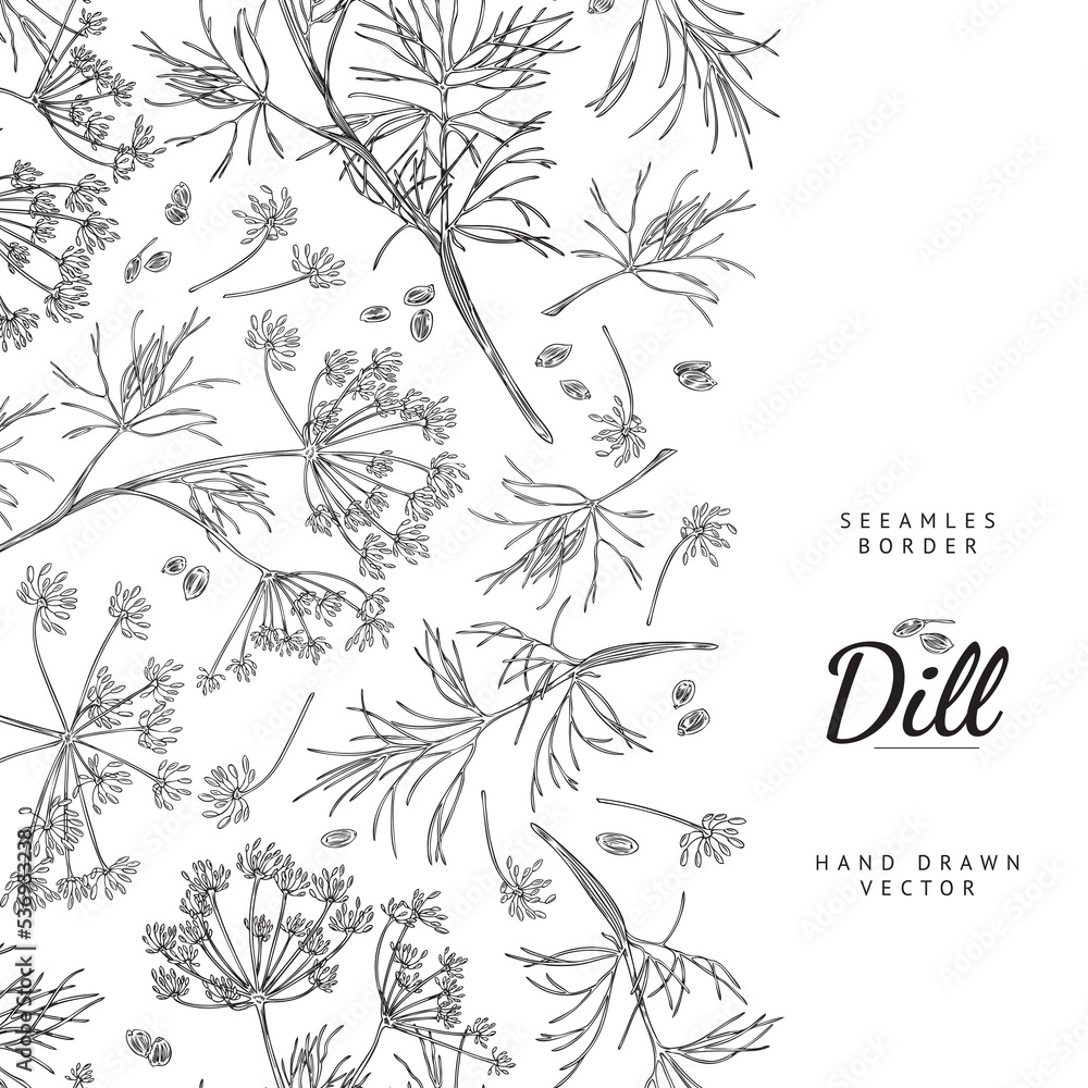 Dill natural aromatic herb card or border template sketch vector ...