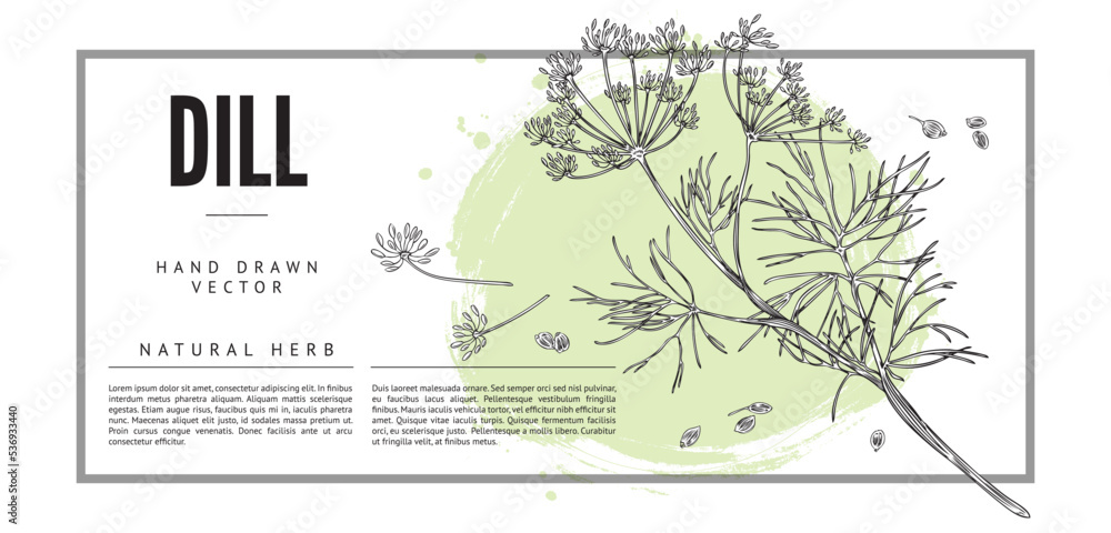 Dill natural spice and medicinal plant label or banner vector illustration.