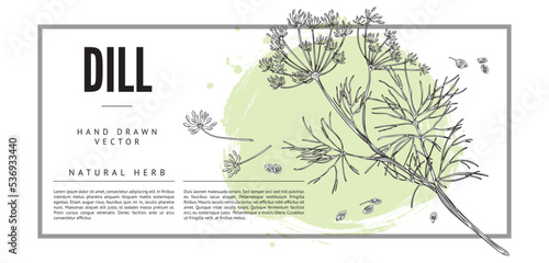 Dill natural spice and medicinal plant label or banner vector illustration.