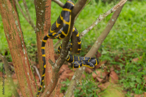 Boiga dendrophila, commonly called the mangrove snake or gold-ringed cat snake on wildlife 