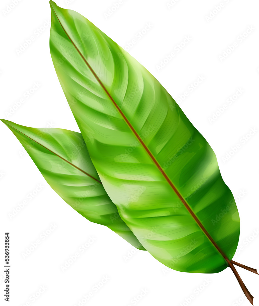 Fototapeta premium Tropical green leaves