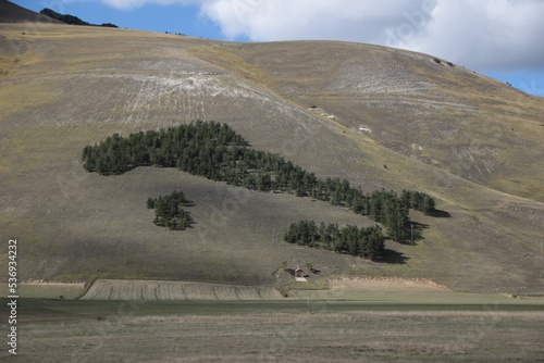 Italy, Umbria: Wood in the shape of Italy on the hills of Castelluccio.