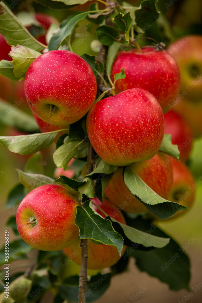Fresh apples from the orchard. Apple harvest ready to be picked from the orchard in the Republic of Moldova. Fresh apples from the orchard. Apple harvest ready to be picked from the orchard in the Republic of Moldova.
