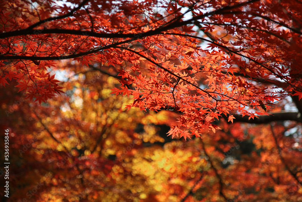 紅葉に染まる京都の風景