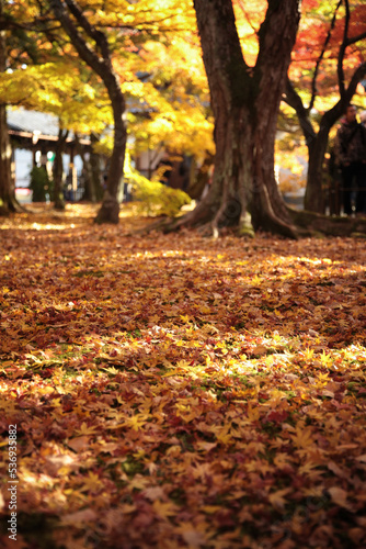 紅葉に染まる京都の風景