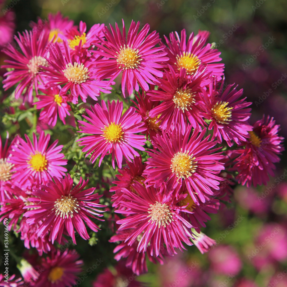 Gros plan de fleurs d'aster rouge