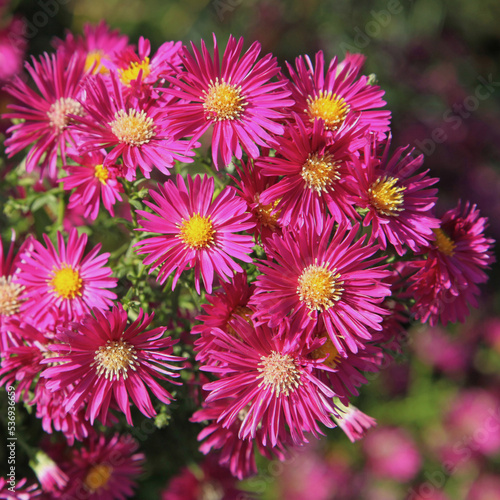 Gros plan de fleurs d aster rouge