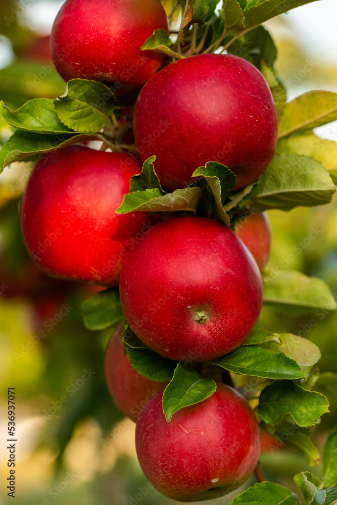 Fresh apples from the orchard. Apple harvest ready to be picked from the orchard in the Republic of Moldova. Fresh apples from the orchard. Apple harvest ready to be picked from the orchard in the Republic of Moldova.