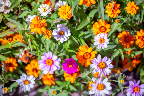 Multicolored flowers close-up. Bouquet of colorful flowers. City flower beds, a beautiful and well-groomed garden with flowering bushes.