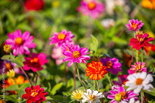 Multicolored flowers close-up. Bouquet of colorful flowers. City flower beds  a beautiful and well-groomed garden with flowering bushes.