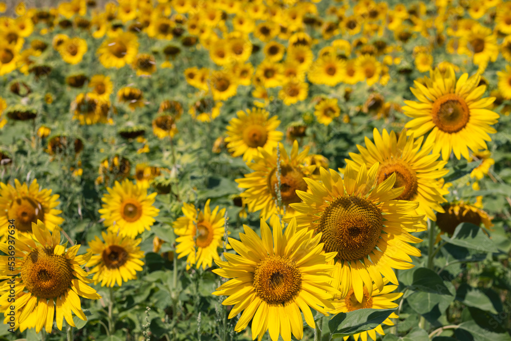 Full field of bright yellow sunflowers (Helianthus annuus) inflorescences at different stages of ripening