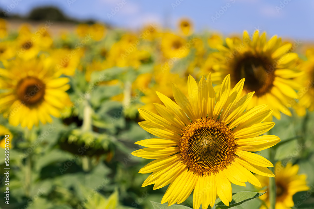 Sunflowers are a versatile plant, their seeds are a healthy snack, you can get oil from them (Selective focus) Sunflowers are a versatile plant, their seeds are a healthy snack, you can get oil from them (Selective focus)
