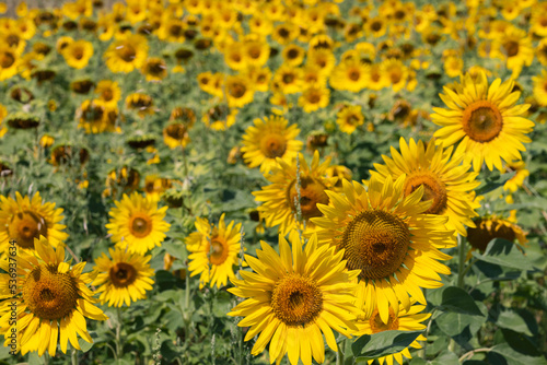 Full field of bright yellow sunflowers  Helianthus annuus  inflorescences at different stages of ripening