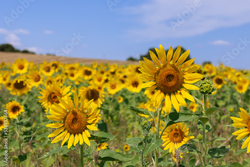   ombination in one photo of a bright yellow sunflower  Helianthus annuus   a blue sky and green leaves is perhaps the most harmonious and vivid combination of colors in art