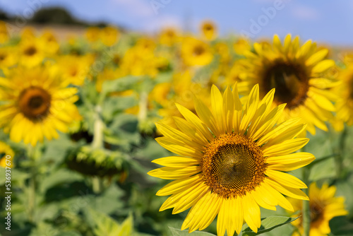 Sunflowers are a versatile plant, their seeds are a healthy snack, you can get oil from them (Selective focus)