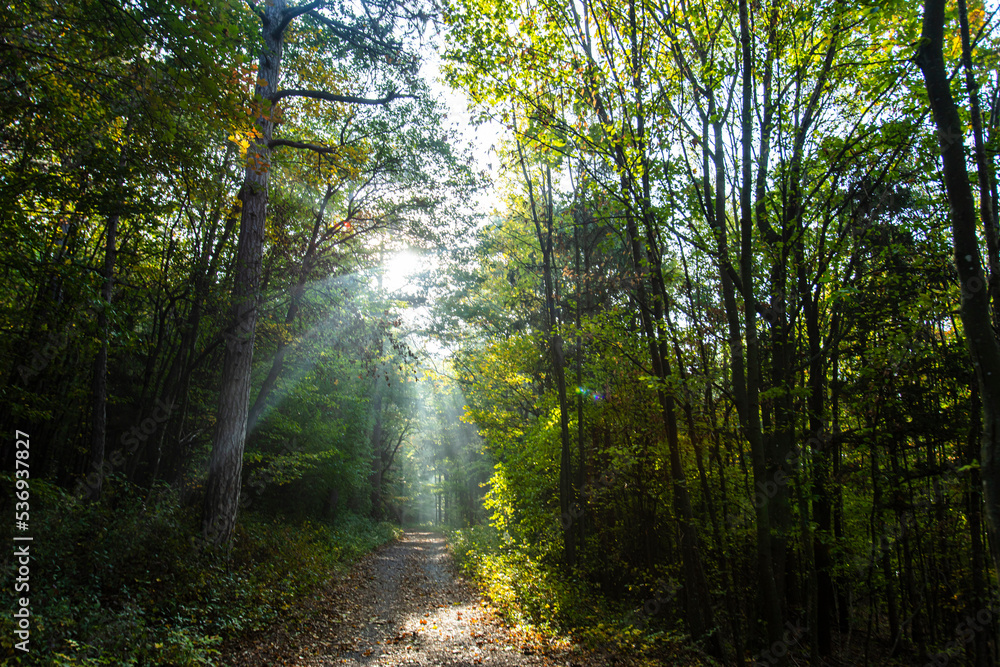 Obraz premium green forest in the morning