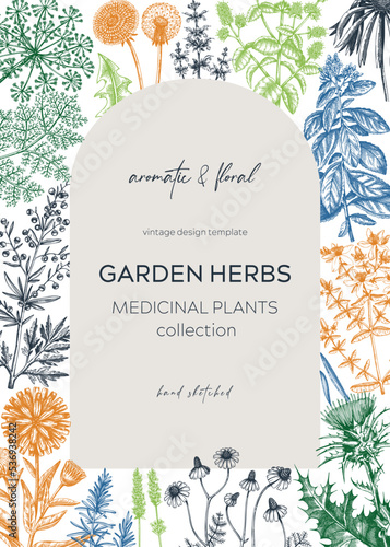 Vintage herbs card design. Sketched aromatic plants frame in color. Botanical design. Herbal tea ingredients. Hand drawn medicinal herbs cover, invitation, banners, stickers, label, packaging.