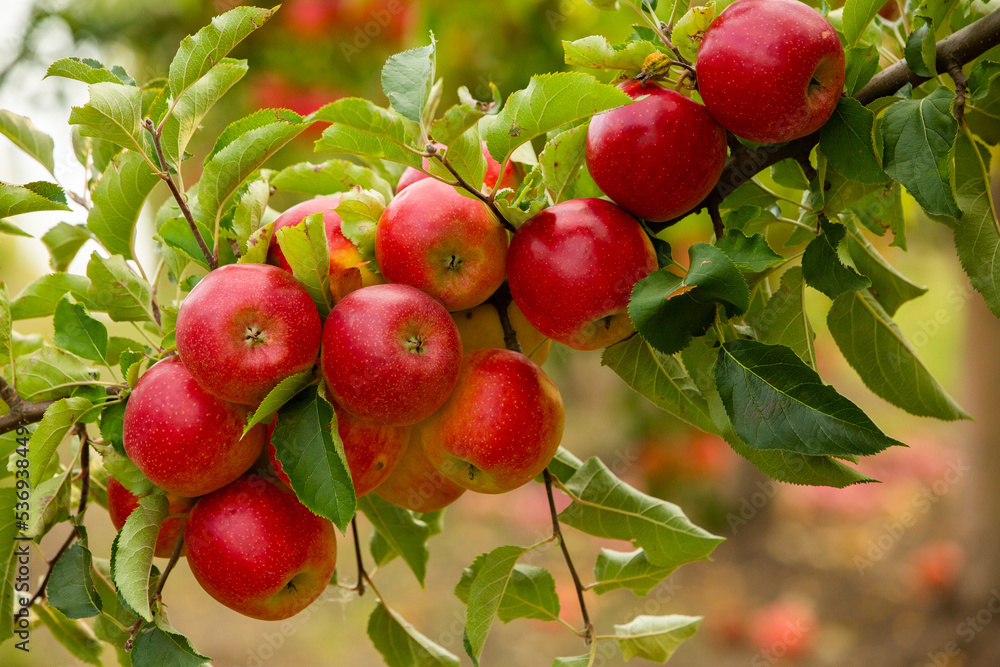 Fresh apples from the orchard. Apple harvest ready to be picked from the orchard in the Republic of Moldova. Fresh apples from the orchard. Apple harvest ready to be picked from the orchard in the Republic of Moldova.