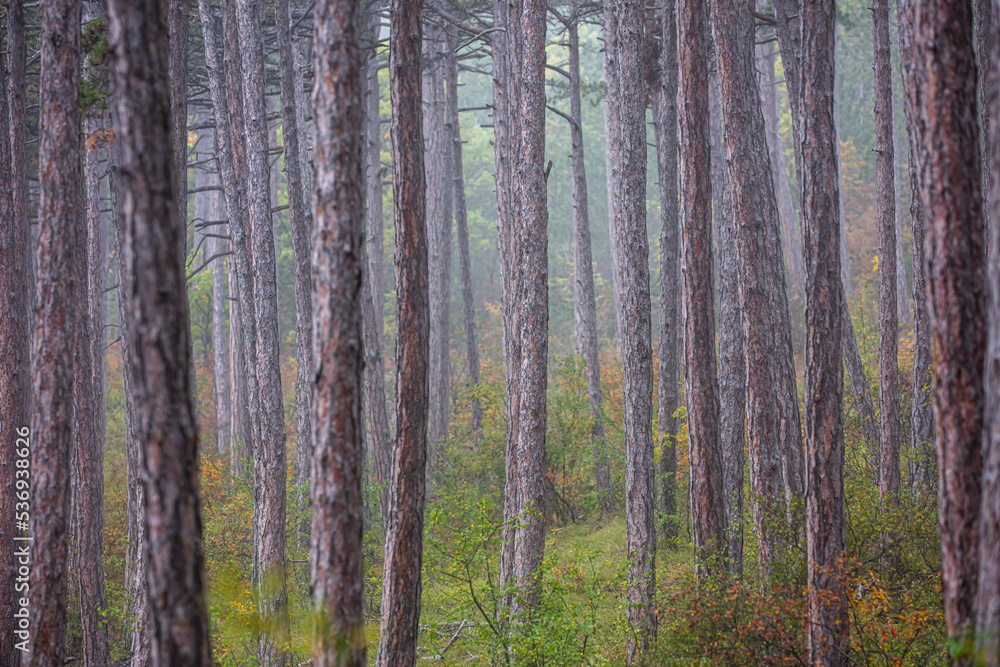 Fototapeta premium autumn forest in the mist