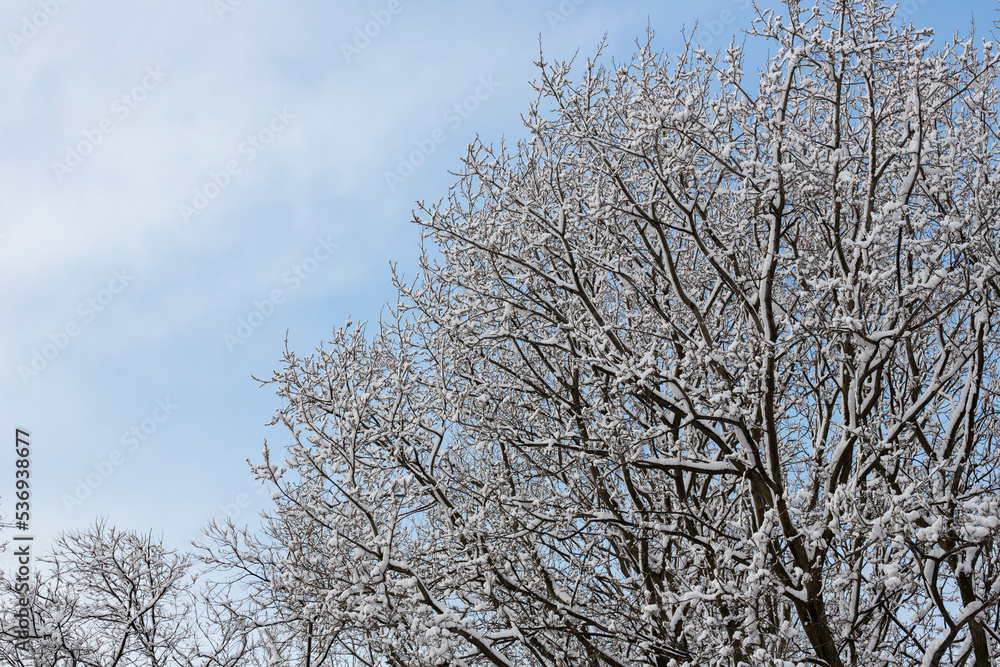 White snow on a bare tree branches on a frosty winter day, close up. Natural background. Selective botanical background. White snow on a bare tree branches on a frosty winter day, close up. Natural background. Selective botanical background.