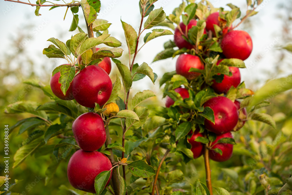 Fresh apples from the orchard. Apple harvest ready to be picked from the orchard in the Republic of Moldova. Fresh apples from the orchard. Apple harvest ready to be picked from the orchard in the Republic of Moldova.
