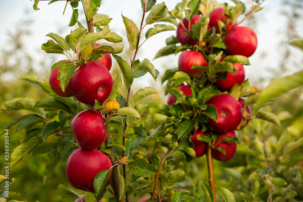 Fresh apples from the orchard. Apple harvest ready to be picked from the orchard in the Republic of Moldova.