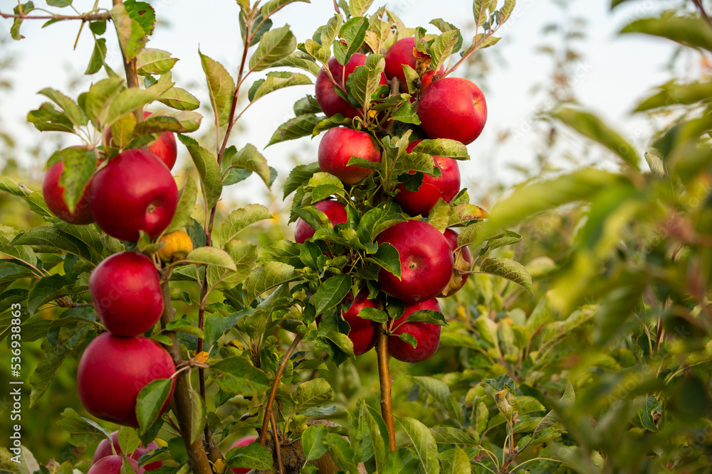 Fresh apples from the orchard. Apple harvest ready to be picked from the orchard in the Republic of Moldova.