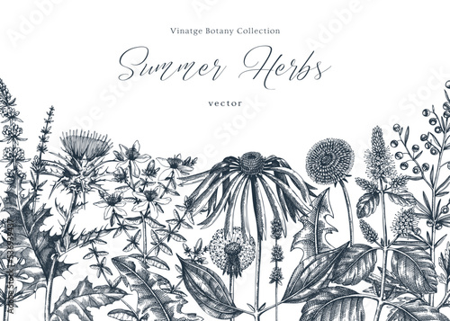 Vector herbs, flowers, weeds, meadows background. Aromatic plants vintage banner. Medicinal herb sketches. Botanical design for cosmetics, perfumery, packaging. Herbal tea ingredients in color