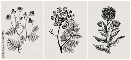 Collage style herbs vector illustration. Herbal plants and flowers sketches. Trendy floral design with botanical chamomile, fennel, calendula drawings. Print, poster, wall art, cards in vintage style.
