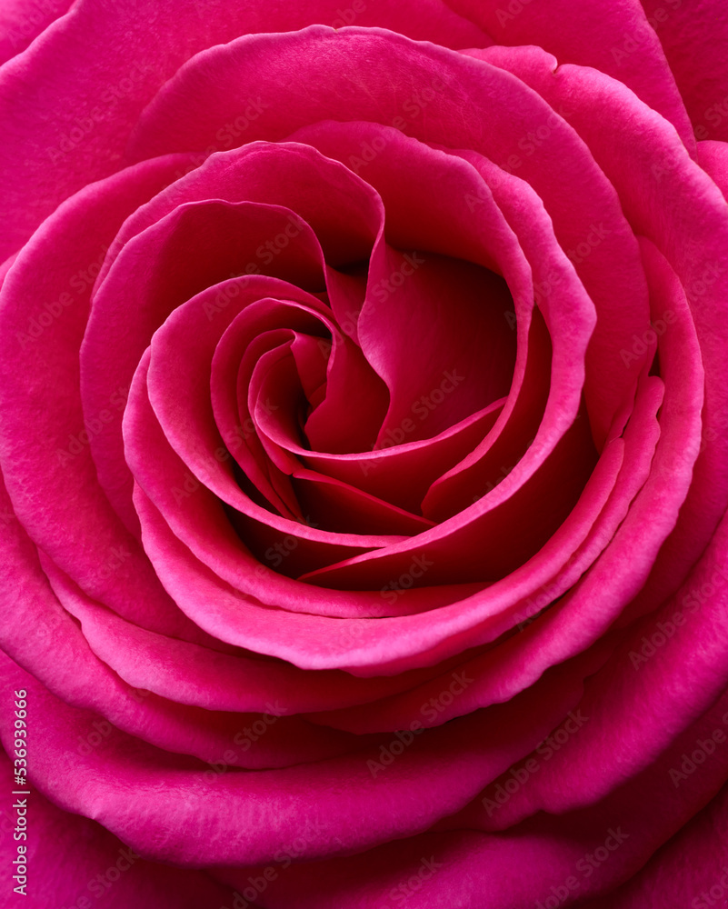 Red rose flower macro shot background Red rose flower macro shot background