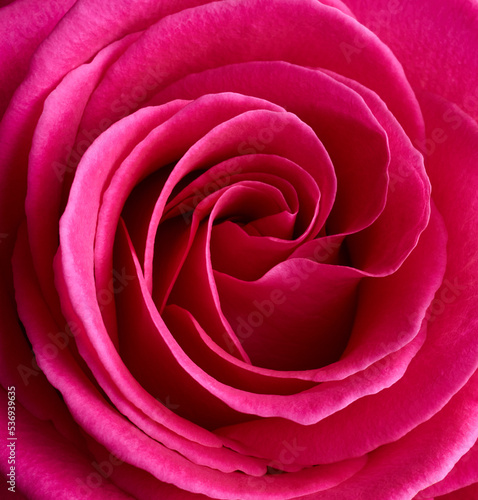 Red rose flower macro shot background