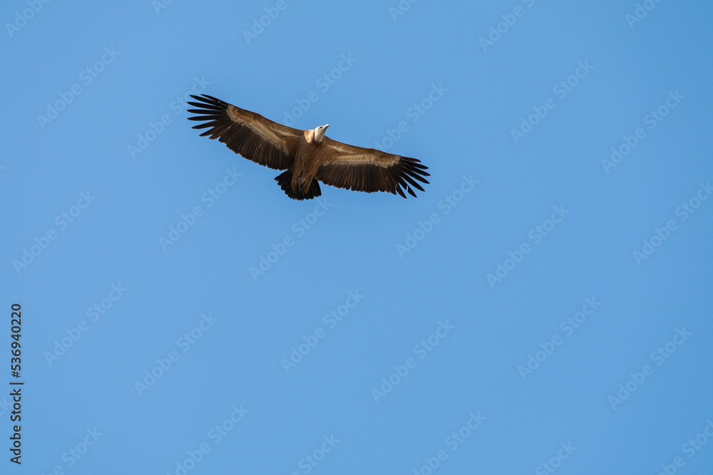 Griffon Vulture (Gyps fulvus) in flight in Monfrague National Park, Extremadura, Spain. Griffon Vulture (Gyps fulvus) in flight in Monfrague National Park, Extremadura, Spain.