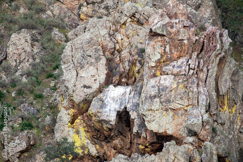 A pair of Griffon Vultures in their nest on the rocks of the mountains of the Monfrague