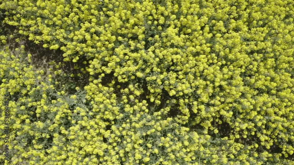 Aerial drone directly above shot of yellow canola field rapeseed flowers in Sweden nature landscape. Aerial drone directly above shot of yellow canola field rapeseed flowers in Sweden nature landscape.