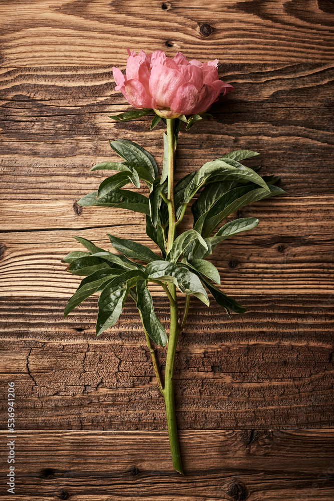 Peony flowers over aged wooden background
