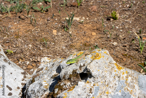 Balkan green lizard (Lacerta trilineata) on a rock near Rovinj, Croatia