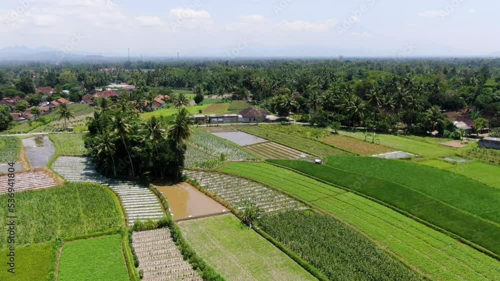 Paddy rice fields near majestic town of Sriwedari, aerial drone view Paddy rice fields near majestic town of Sriwedari, aerial drone view