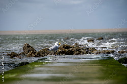 Strand von Borkum