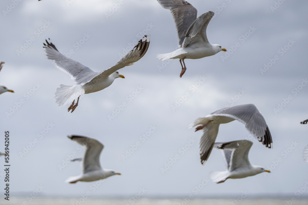 Obraz premium Möwen im Flug vor Himmel