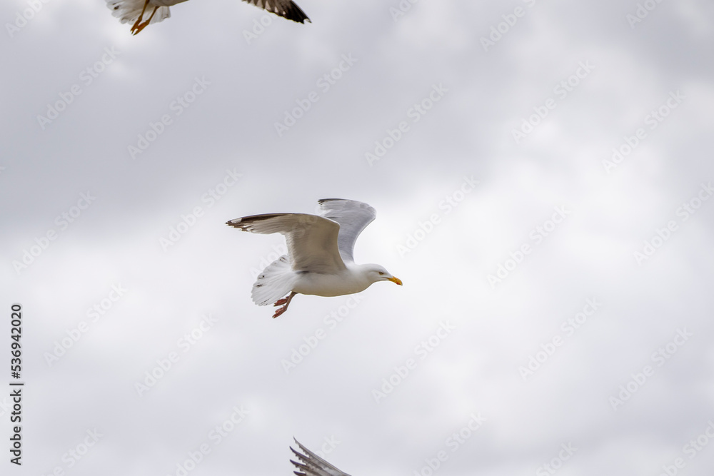 Obraz premium Möwe im Flug vor Wolken
