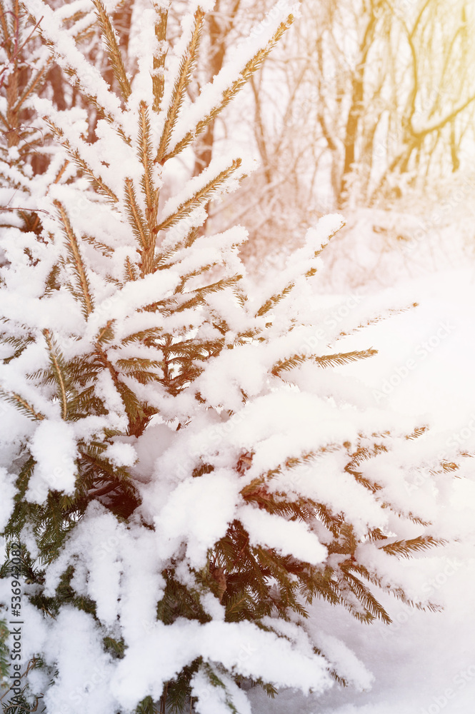 snowy winter season in nature. fresh icy frozen snow and snowflakes covered spruce or fir or pine tree branches on frosty winter day in forest or garden. cold weather. christmas time. flare snowy winter season in nature. fresh icy frozen snow and snowflakes covered spruce or fir or pine tree branches on frosty winter day in forest or garden. cold weather. christmas time. flare