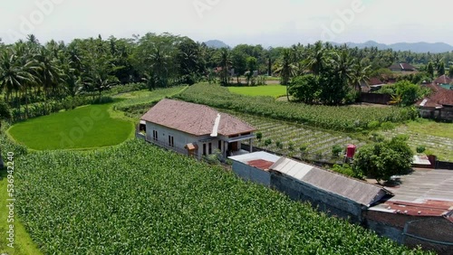 Traditional Balinese house surrounded by rice fields and palm tree forest, aerial fly away photo